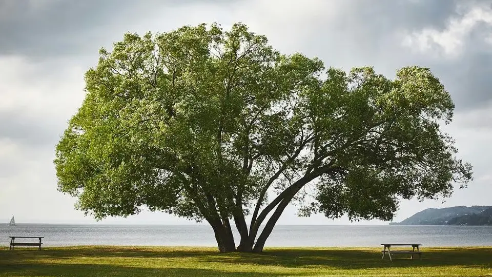 You can't un-saw a tree